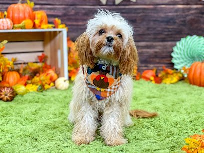 Kathy Santo Dog Training