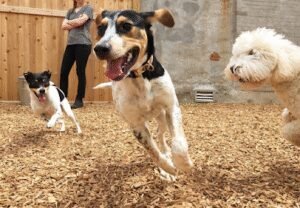 Instinct Dog Behavior & Training, New Jersey and Philadelphia