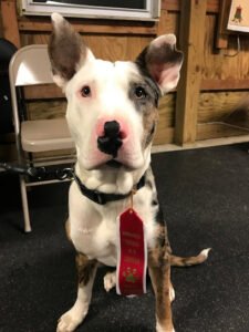 Kindred Souls Canine Training Center