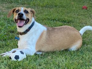 PetSmart Dog Training