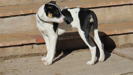 Santa Fe Dog, LLC