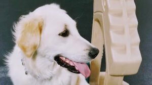 Dogland