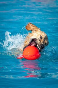 Las Cruces Dock Diving & K9 Event Center