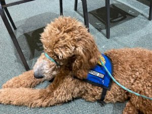 Service Dogs Of New Mexico