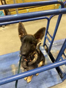 Vigilant K-9 LLC