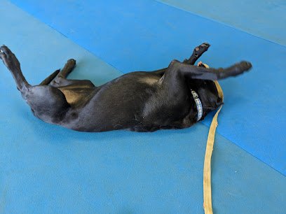 Fast Action Dogs Training Center