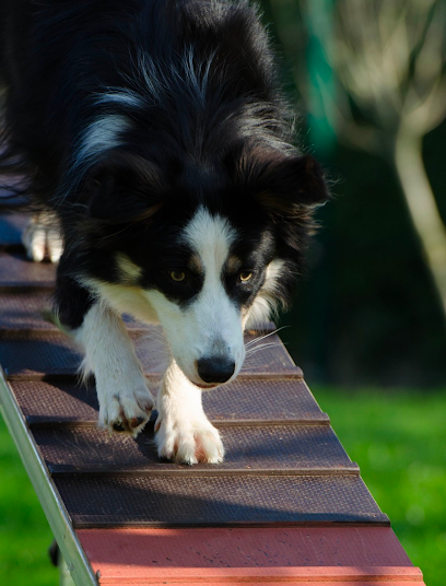 C.H.A.C.O Dog Training & Behavior Consulting LLC