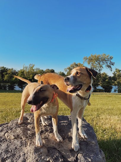 The Happy Hound Behavior and Obedience