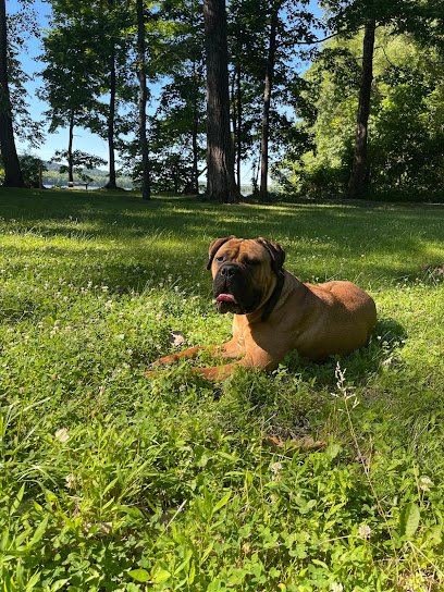 Lyrically Sound Dog Training