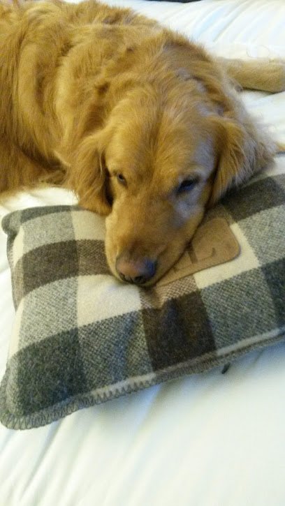 At Home Obedience