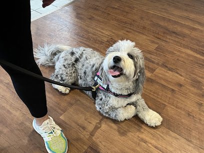 Shaylah’s Canine Commands, LLC