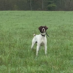 Webfoot Outdoors and Rimrock Kennels