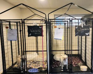Calming Canine Training and Behavior Solutions