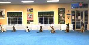 Top Notch Dog Training