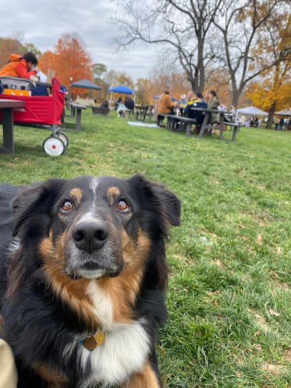 Wag the Dog NYC–Urban Dog Training