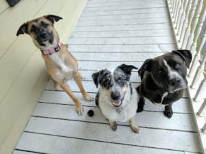 Valley Dog Training (Sarah Blum)