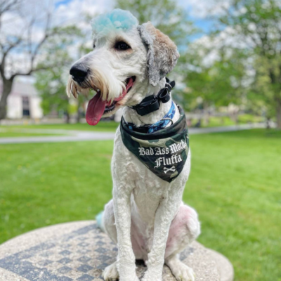 Great Off Leash Dog Training, llc – Saratoga Dog Trainer