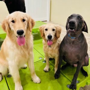 K9University
