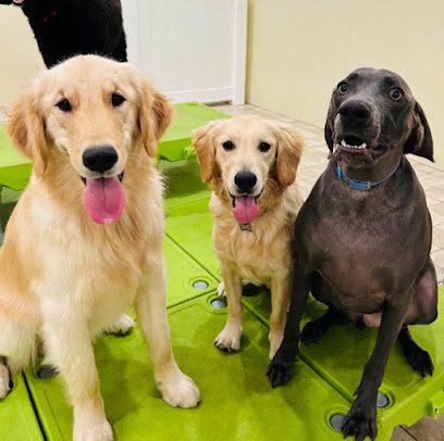 K9University