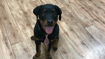Wags & Wiggles Positive Reinforcement Dog Training