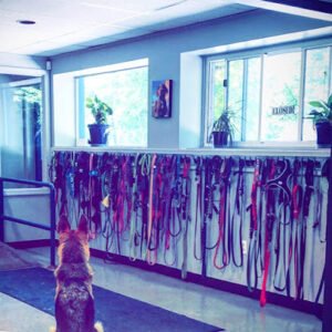 Blue Prints Dog Studio