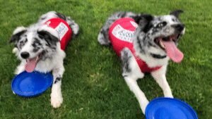 Sit Means Sit Dog Training of Westchester