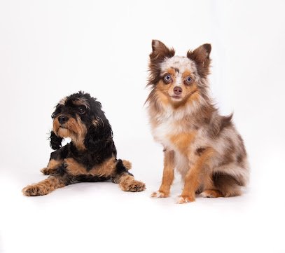 Calm Canine Academy – New York