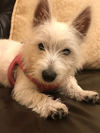 Sit n’ Stay Dog Training