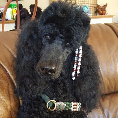 Pet Time Dog Training