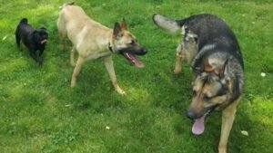 Dog Training Beyond