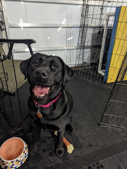 Good Choice Dog Training