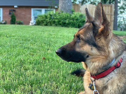 Off Leash K9 of Rochester/Syracuse/Buffalo Dog Trainers