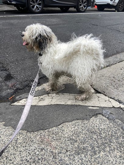 Shelby Semel Dog Training