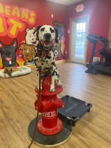 Sit Means Sit Dog Training – Buffalo