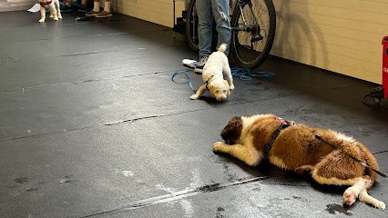 North Country Paws for Obedience