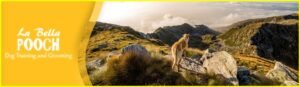 La Bella Pooch Dog Training and Grooming