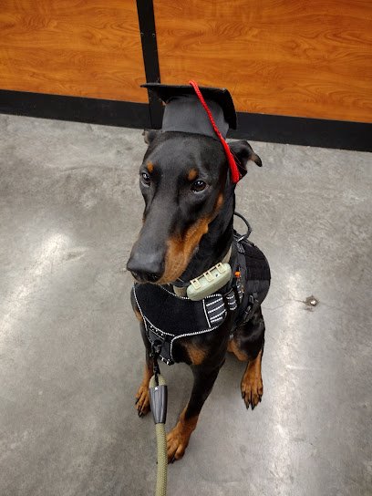 PetSmart Dog Training