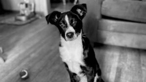 Henry’s Helping Paw Dog Training, LLC