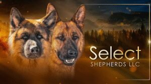 Select Shepherds LLC