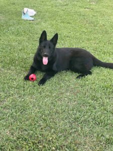 A New Life Dog Training