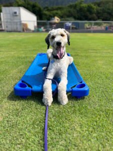 K9 Coach Dog Training