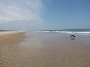Tranquil Dog