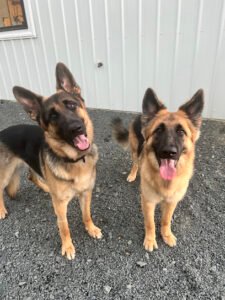 Oxford Farm Kennels