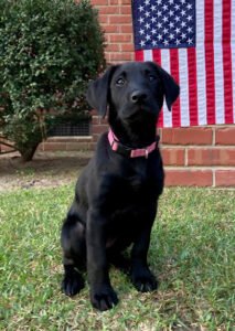 Sweet Pines Kennel – Dog Training