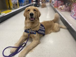 Limitless Freedom Dog Training