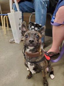 PetSmart Dog Training