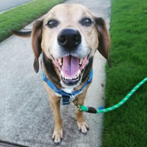 Bark and Purr Waxhaw