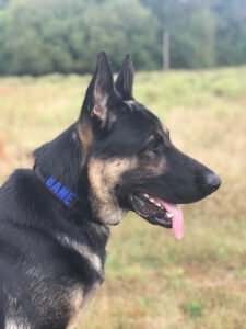 K9 Command
