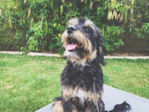 Best By Farr Dog Training