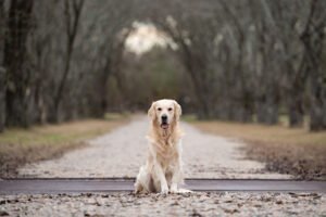 Dogs Listen To Us